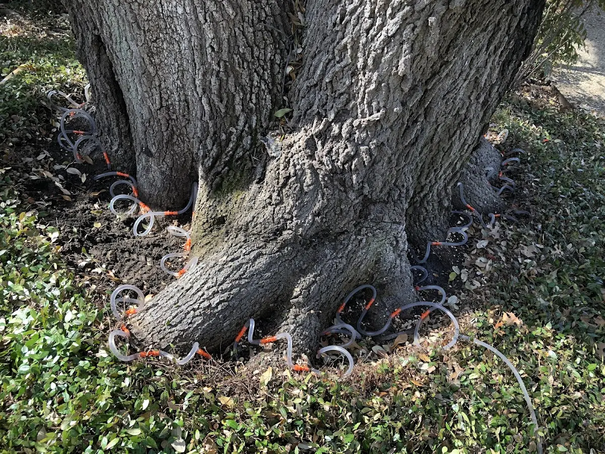 Detailed Tree Cabling and Bracing job site in Dellrose
