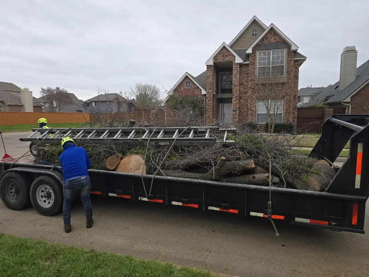 Expert Tree Removal with proper safety equipment in Dellrose